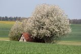 Heckengäu Frühling (1)